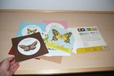 Pipasik - Moje sbírka motýlů