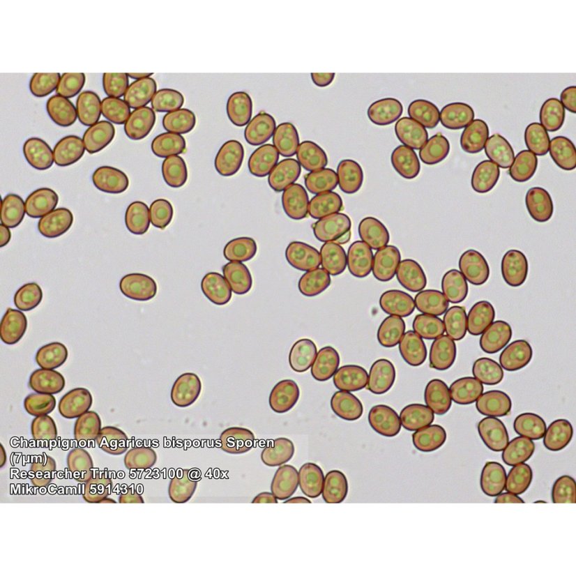 Mikroskopy Bresser Researcher 40-1000x BINO