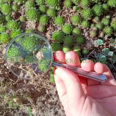 Lupa Levenhuk Zeno Handy ZH21 5x/65mm