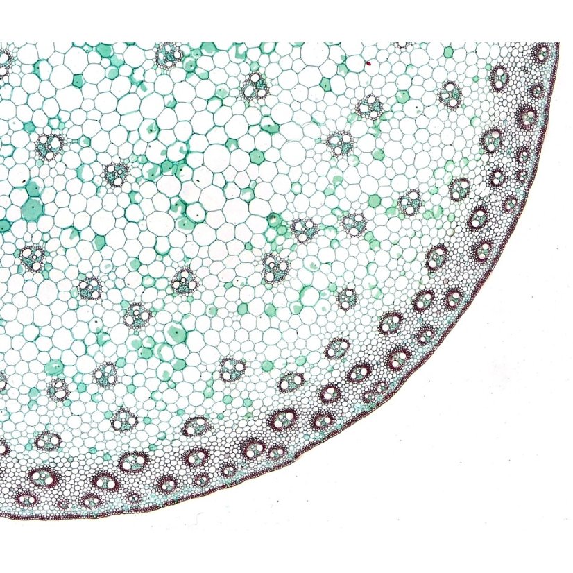 Připravené preparáty - vysoká kvalita a čistota - sada 10ks