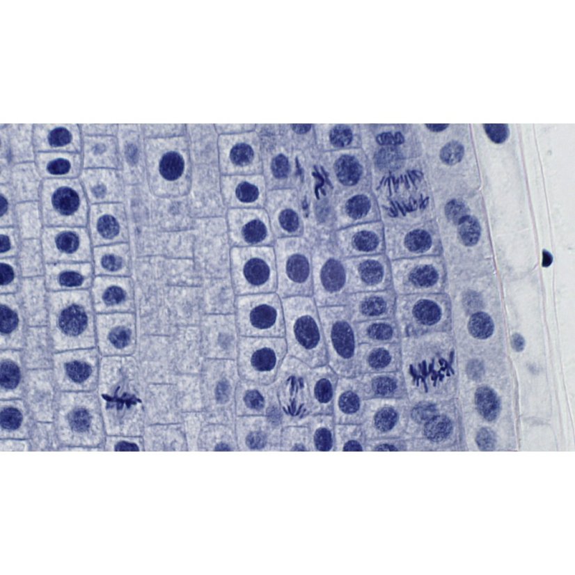 Připravené preparáty - vysoká kvalita a čistota - sada 10ks