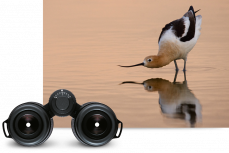 Leica Ultravid HD-Plus 8x32