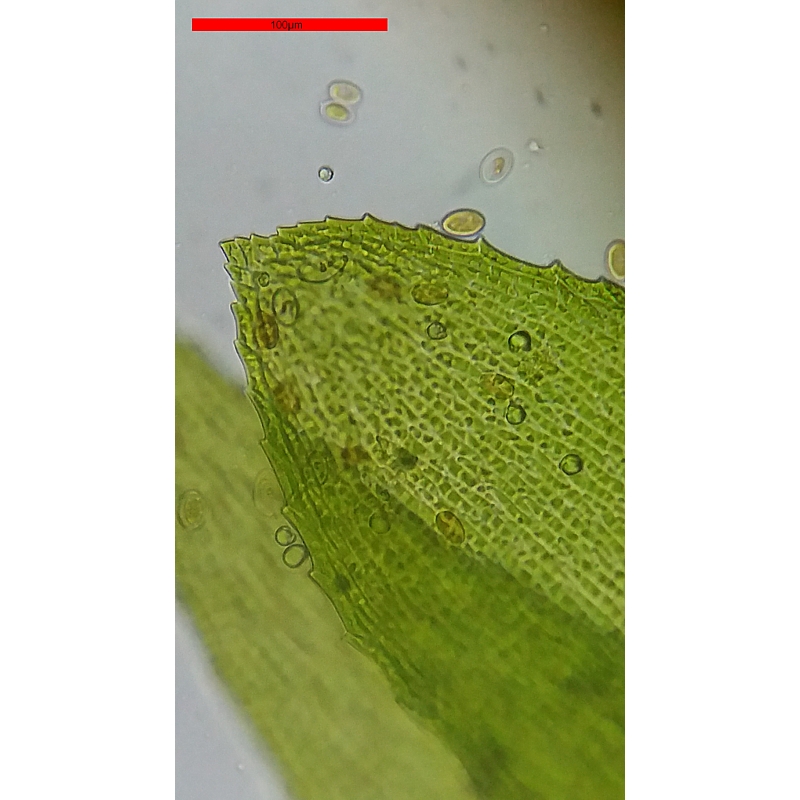 Mikroskop Bresser Erudit Basic Mono 40x - 400x + kufřík