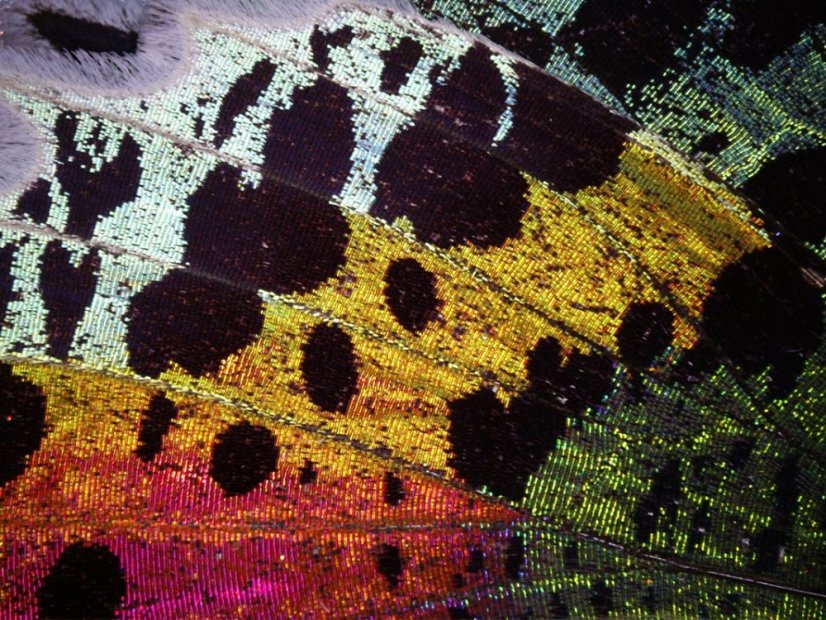 BRESSER USB digital mikroskop DST-1028 5.1MP