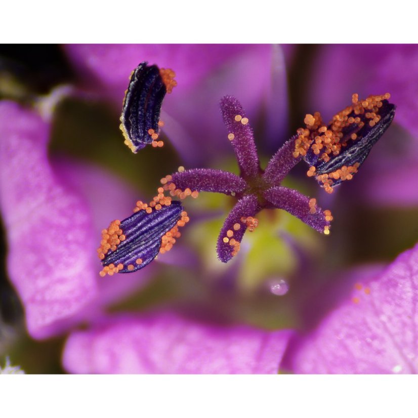 BRESSER DST-0745 + kamera MikroCam PRO HDMI Autofocus