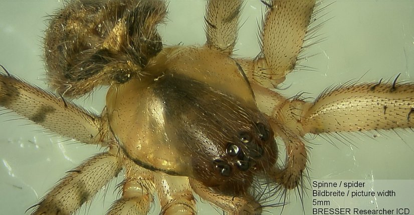 Mikroskop Bresser Researcher ICD 20x/40x/80x