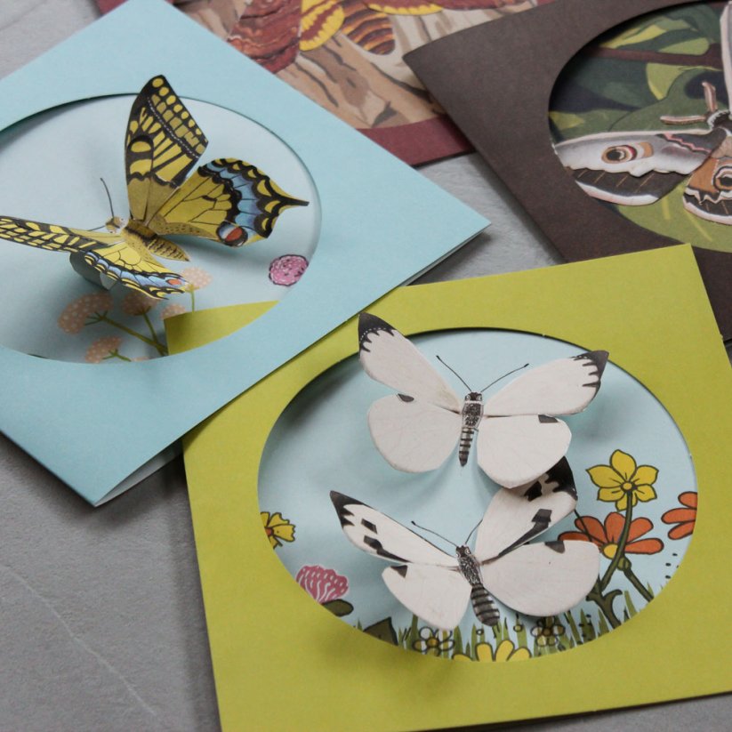 Pipasik - Moje sbírka motýlů