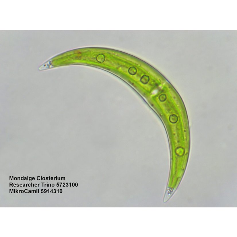 Mikroskopy Bresser Researcher 40-1000x BINO