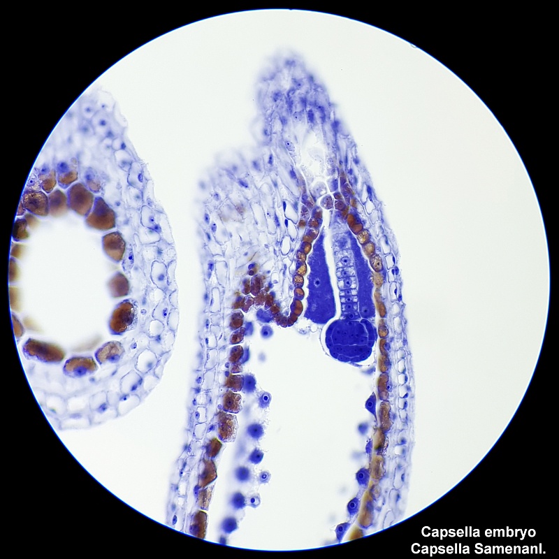 Mikroskopy Bresser Researcher 40-1000x BINO