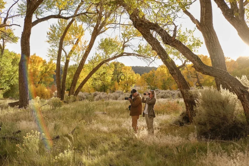 Swarovski ST Balance 14-35x50 (přímý)