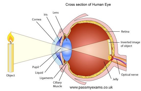 Lidské oko - schema